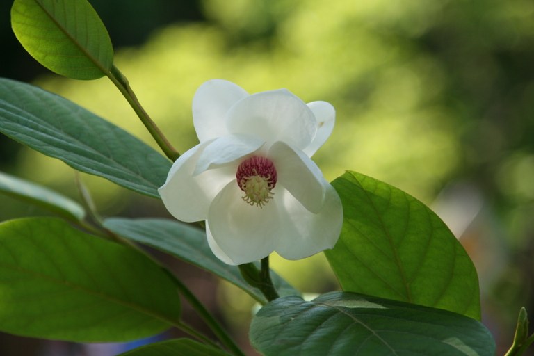 Magnolia_sieboldii_11931_W.Lobin.jpg