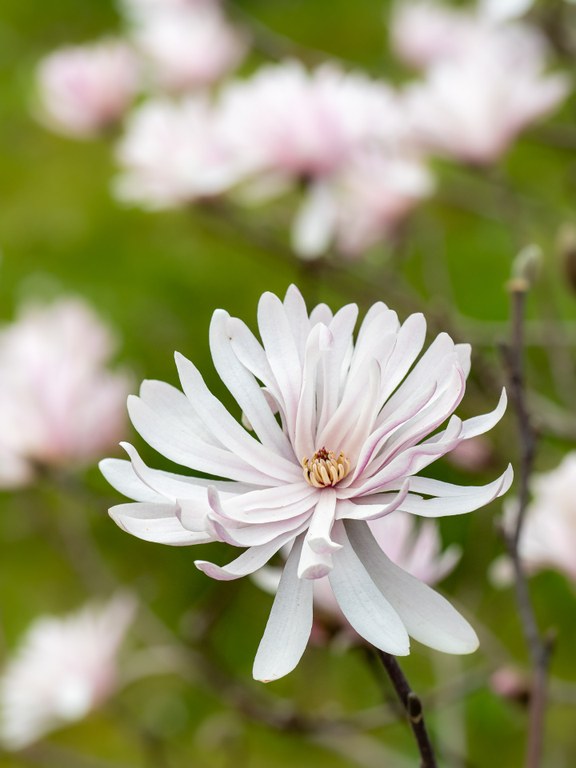 Magnolia stellata Keiskei 38294