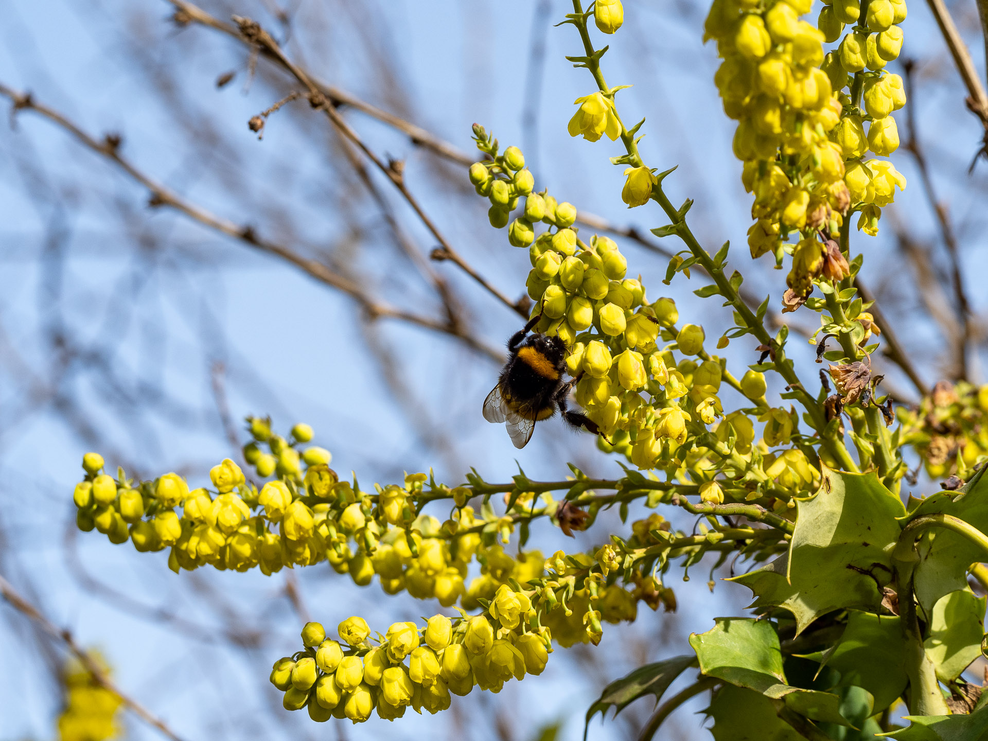 Mahonia bealei