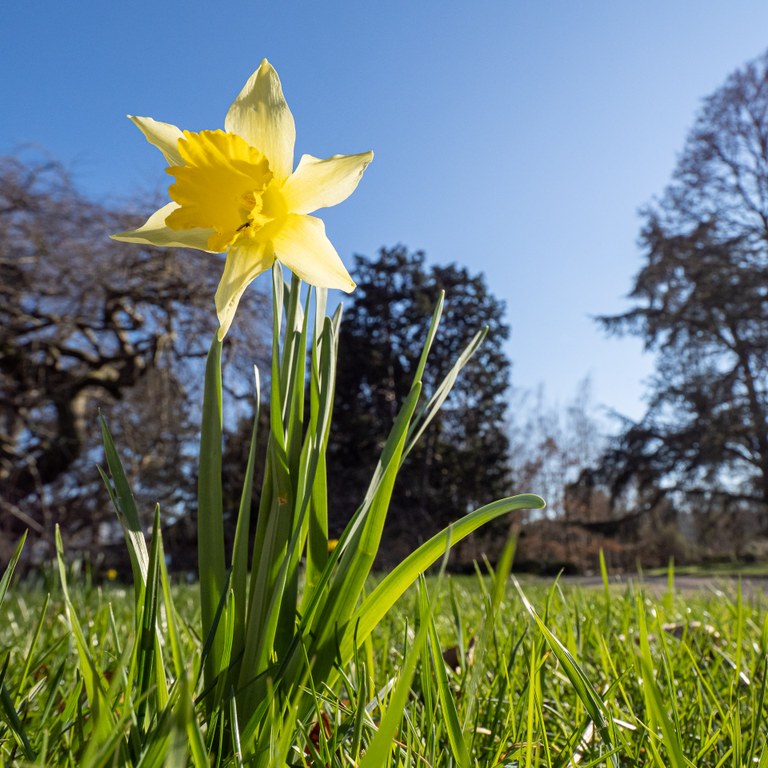 Narcissus_pseudonarcissus_BG-Bonn_Arb30_C.Loehne_28.02.2022.jpg