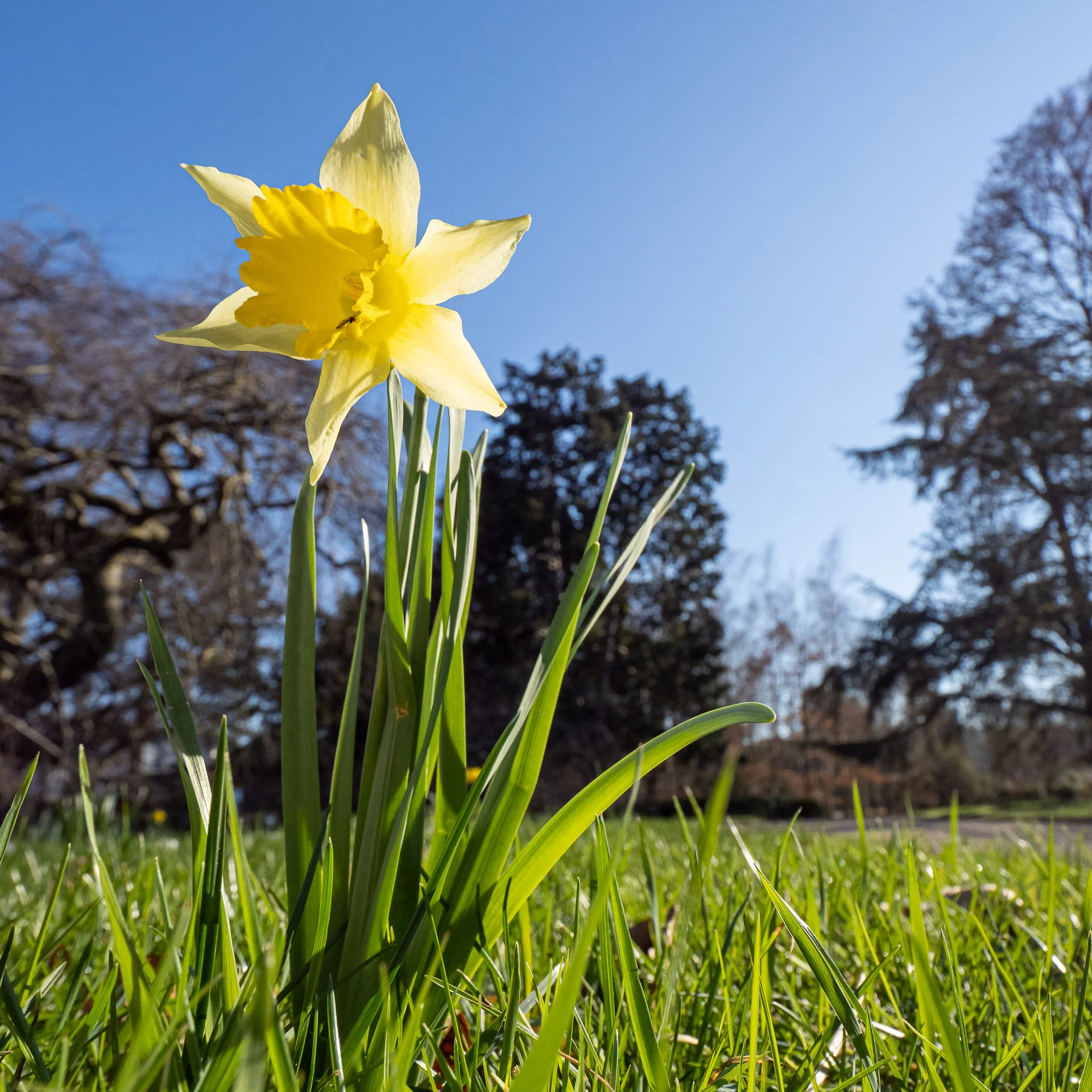 Narcissus_pseudonarcissus_BG-Bonn_Arb30_C.Loehne_28.02.2022.jpg