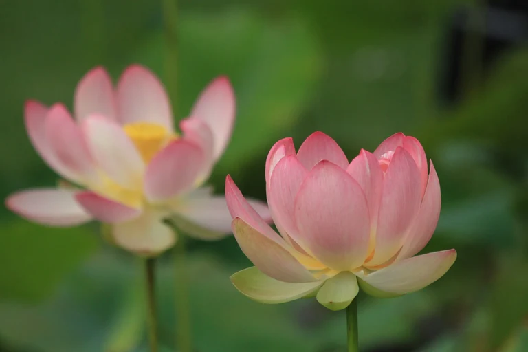 Nelumbo_nucifera_U.Sobick.jpg