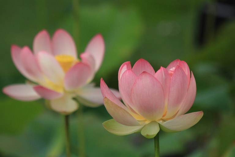 Nelumbo_nucifera_U.Sobick.jpg