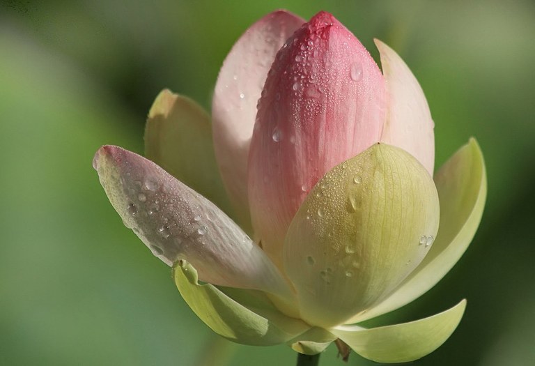 Nelumbo_nucifera_U.Sobick_Bild_2.jpg