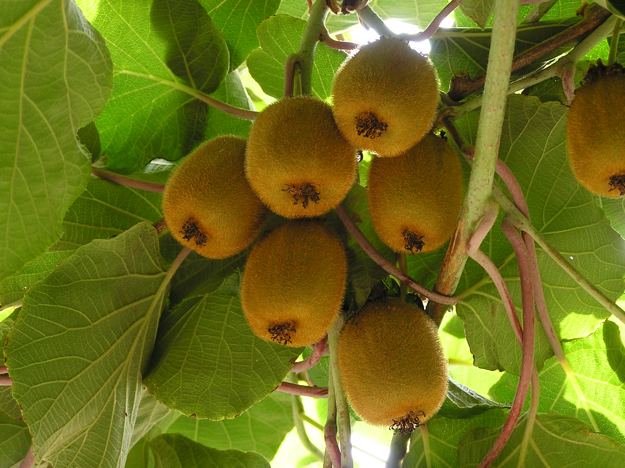 Actinidia_chinensis_18902_C.Kunath.JPG