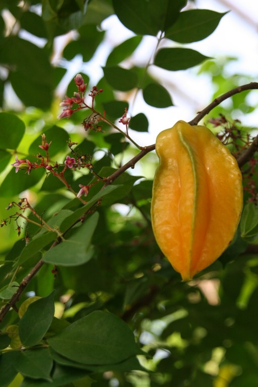 Averrhoa_carambola_19450_W.Lobin.jpg