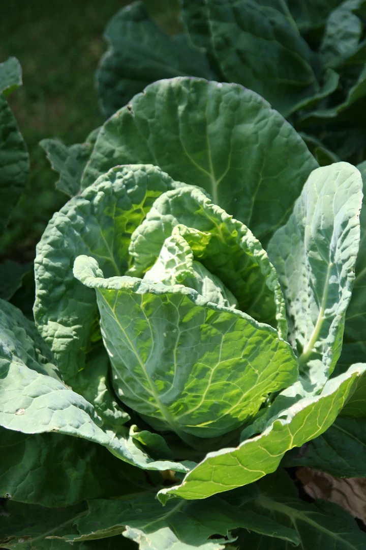 Blätter einer Kohlpflanze