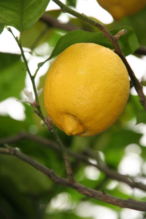Citrus_limon_19621_W.Lobin.jpg