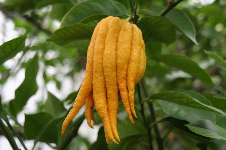 Citrus_medica_cv._Digitata_22172_W.Lobin_Bild_2.jpg