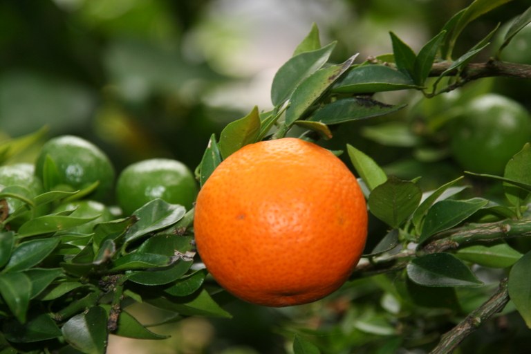 Citrus_myrtifolia_19625_W.Lobin.jpg