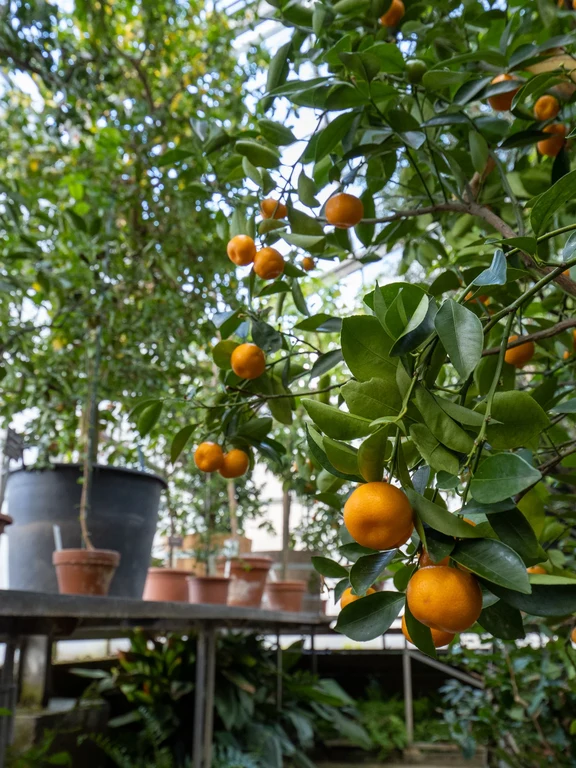 Citrus_x_microcarpa_35248_C.Löhne.jpg