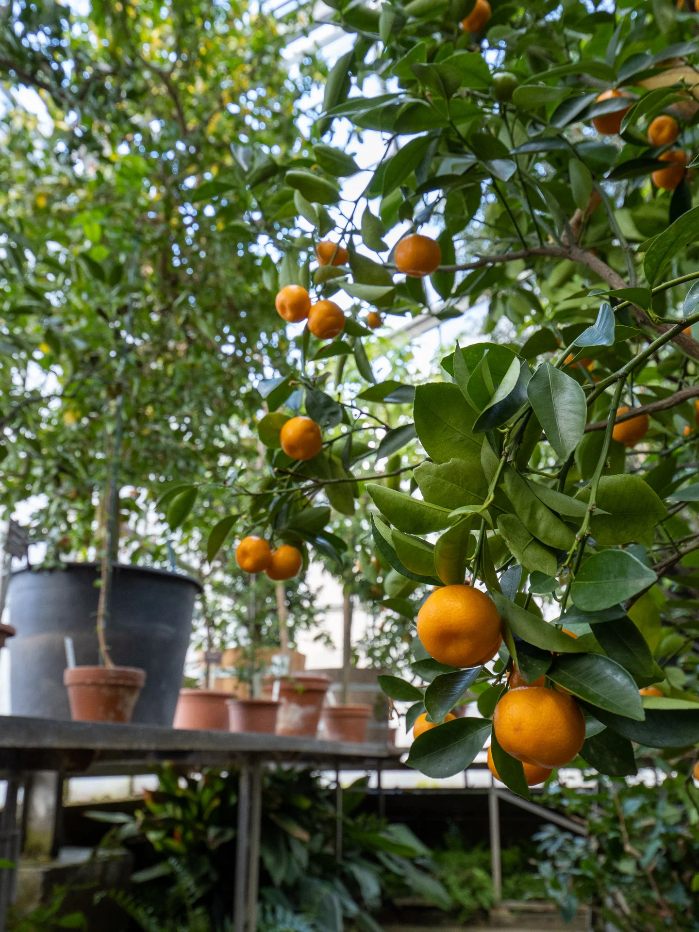 Citrus_x_microcarpa_35248_C.Löhne.jpg
