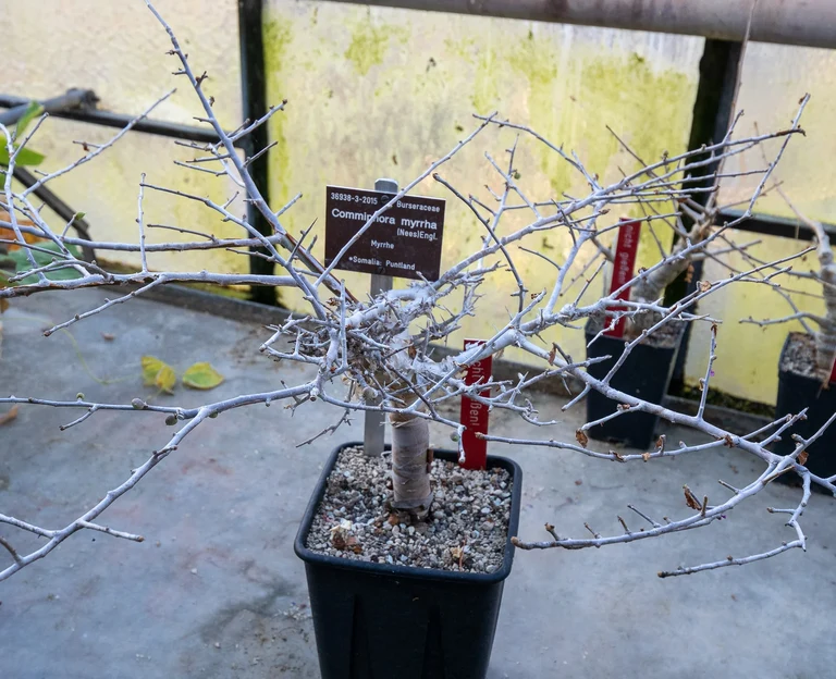 Commiphora_myrrha_36938_C.Loehne.jpg