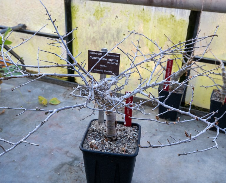 Commiphora_myrrha_36938_C.Loehne.jpg