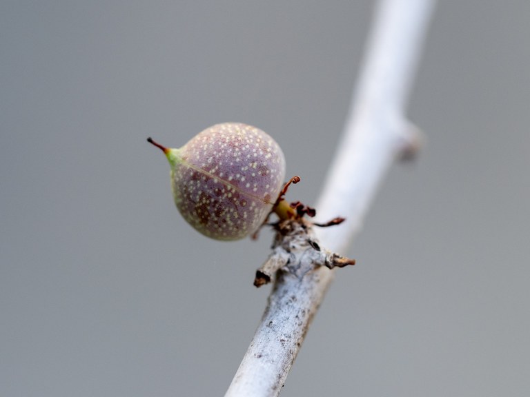 Commiphora_myrrha_36938_C.Löhne_06.12.2021_2.jpg