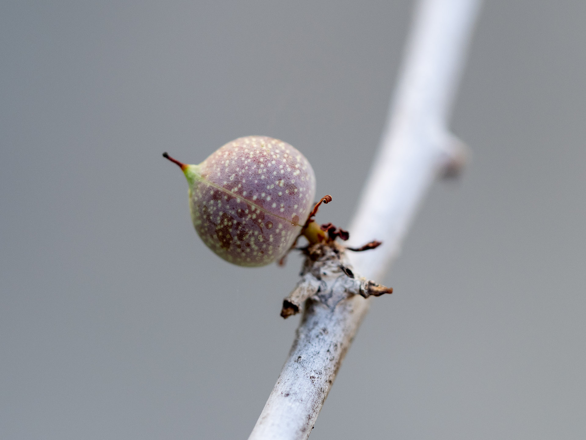 Commiphora_myrrha_36938_C.Löhne_06.12.2021_2.jpg