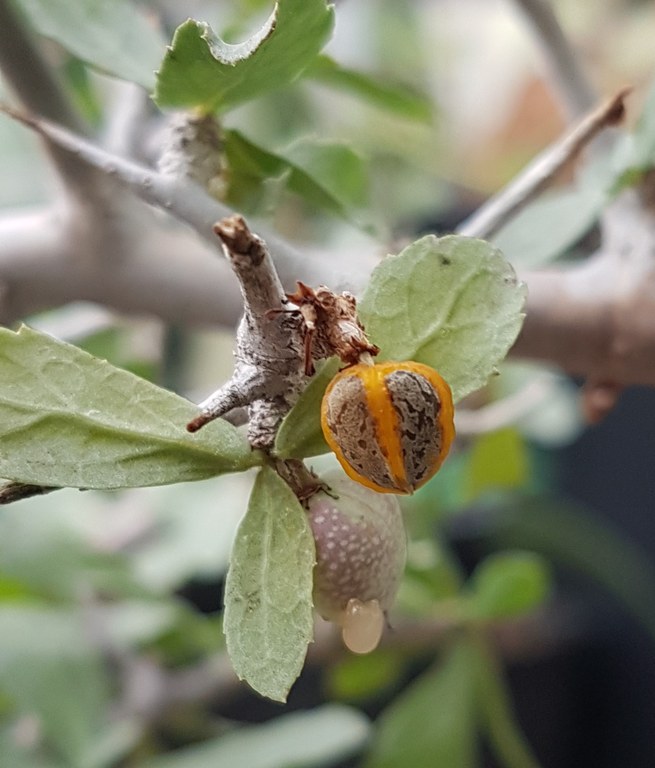 Commiphora_myrrha_Samen_C.Kunath_2 (2).jpg