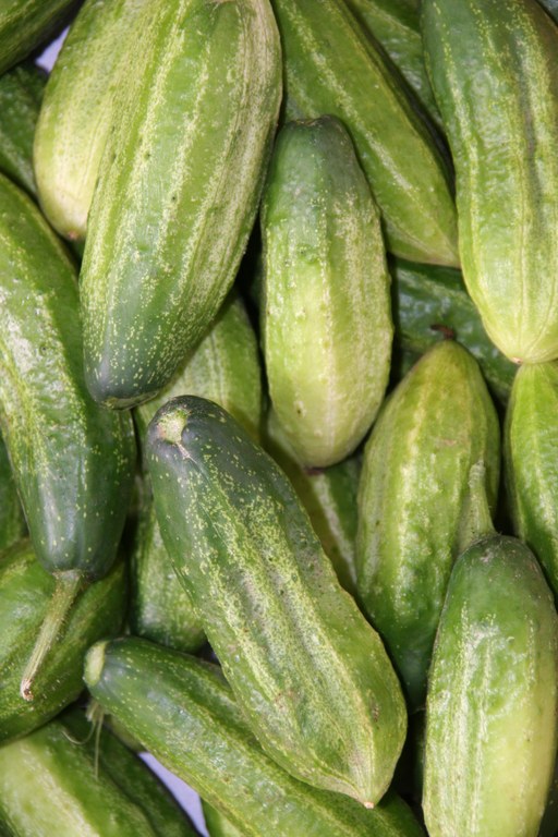 Cucumis_sativus_cv._Vorgebirgstrauben_31779_W.Lobin.jpg