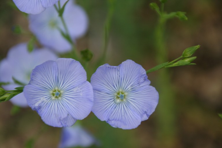 Linum_usitatissimum_6241_W.Lobin.jpg