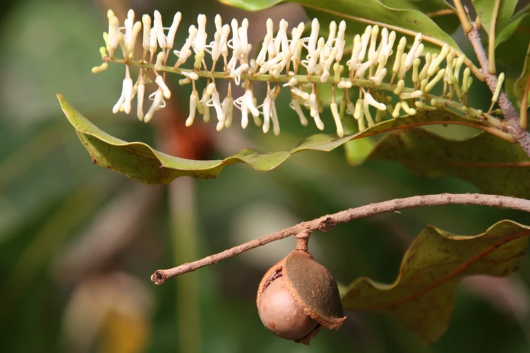 Macadamia_integrifolia_17767_W.Lobin.jpg