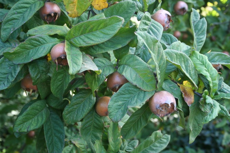 Mespilus_germanica_25087_W.Lobin.jpg