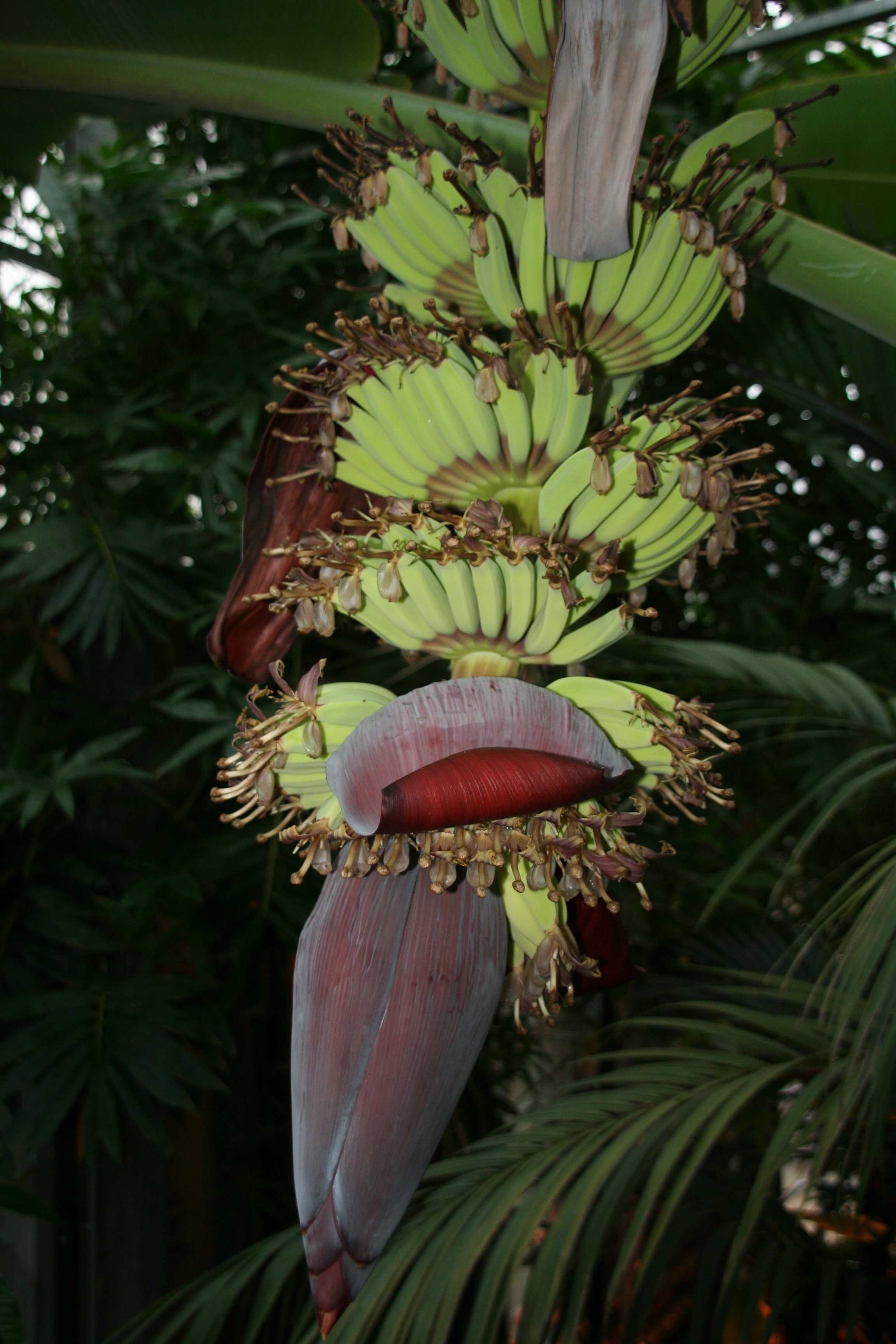Musa_acuminata_5005_W.Lobin.jpg