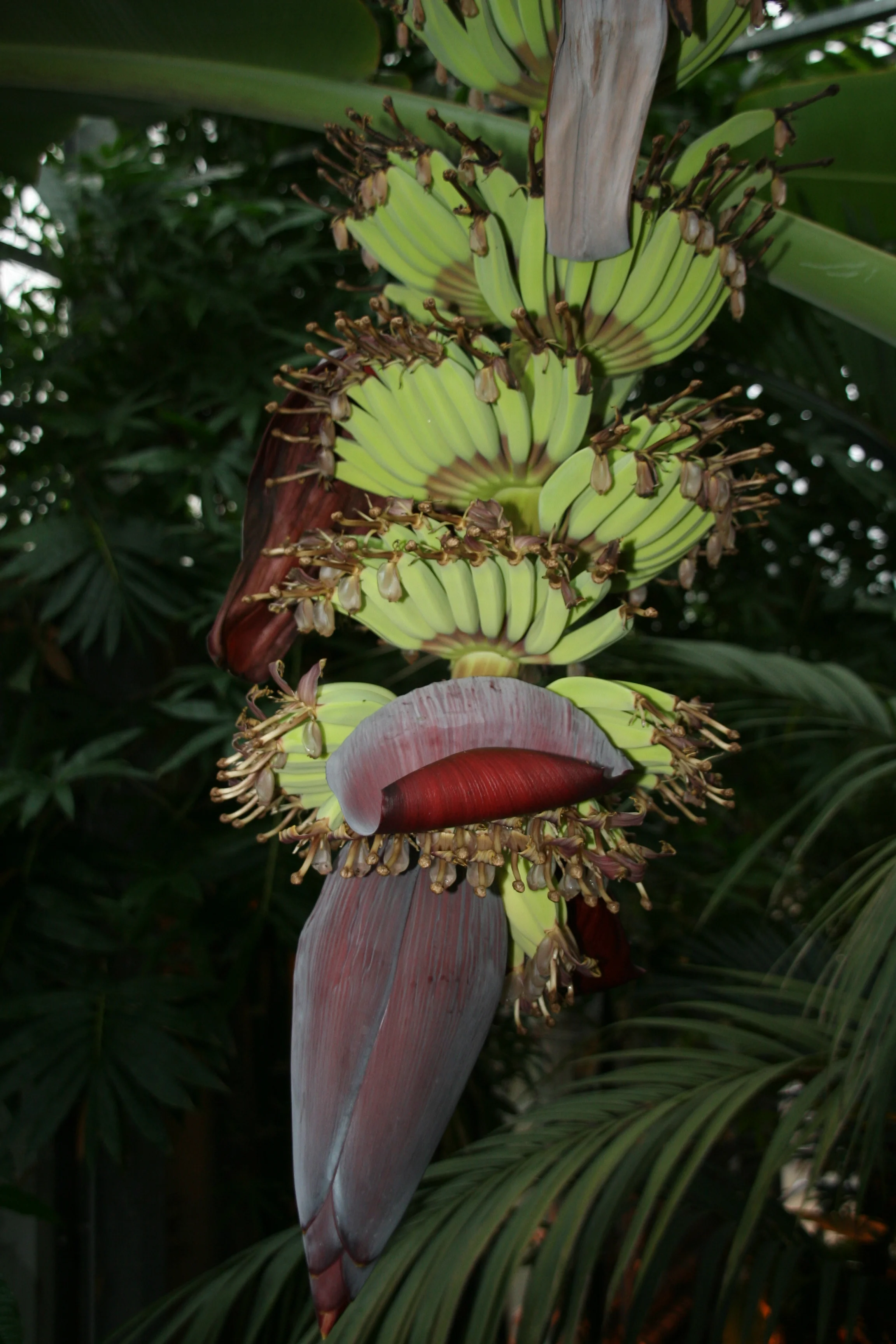 Musa_acuminata_5005_W.Lobin.jpg