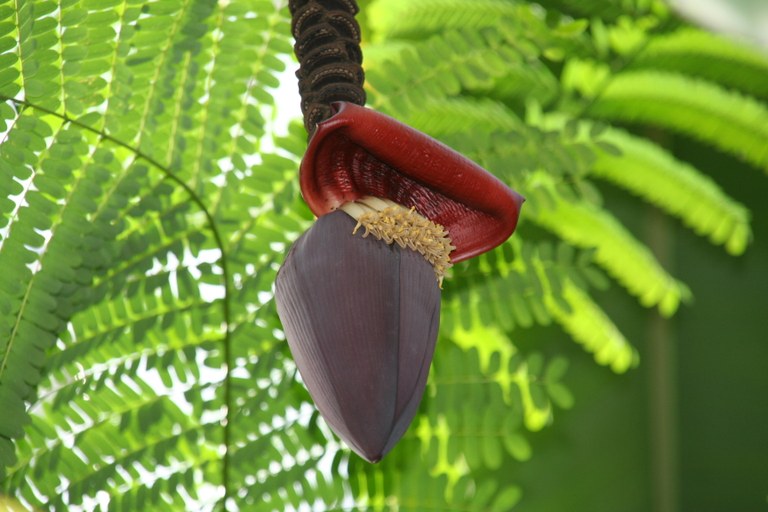 Musa x paradisiaca cv. Sanguinea