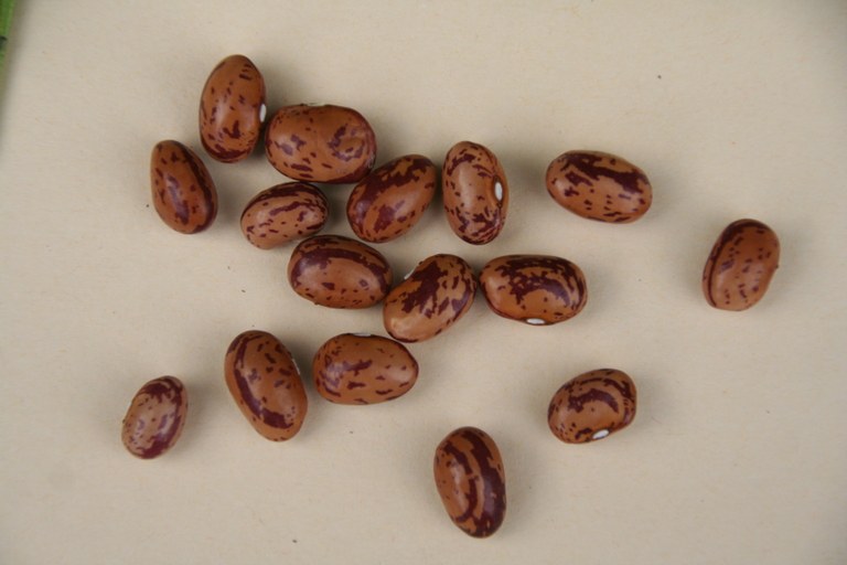 Phaseolus_vulgaris_21540_W.Lobin.jpg