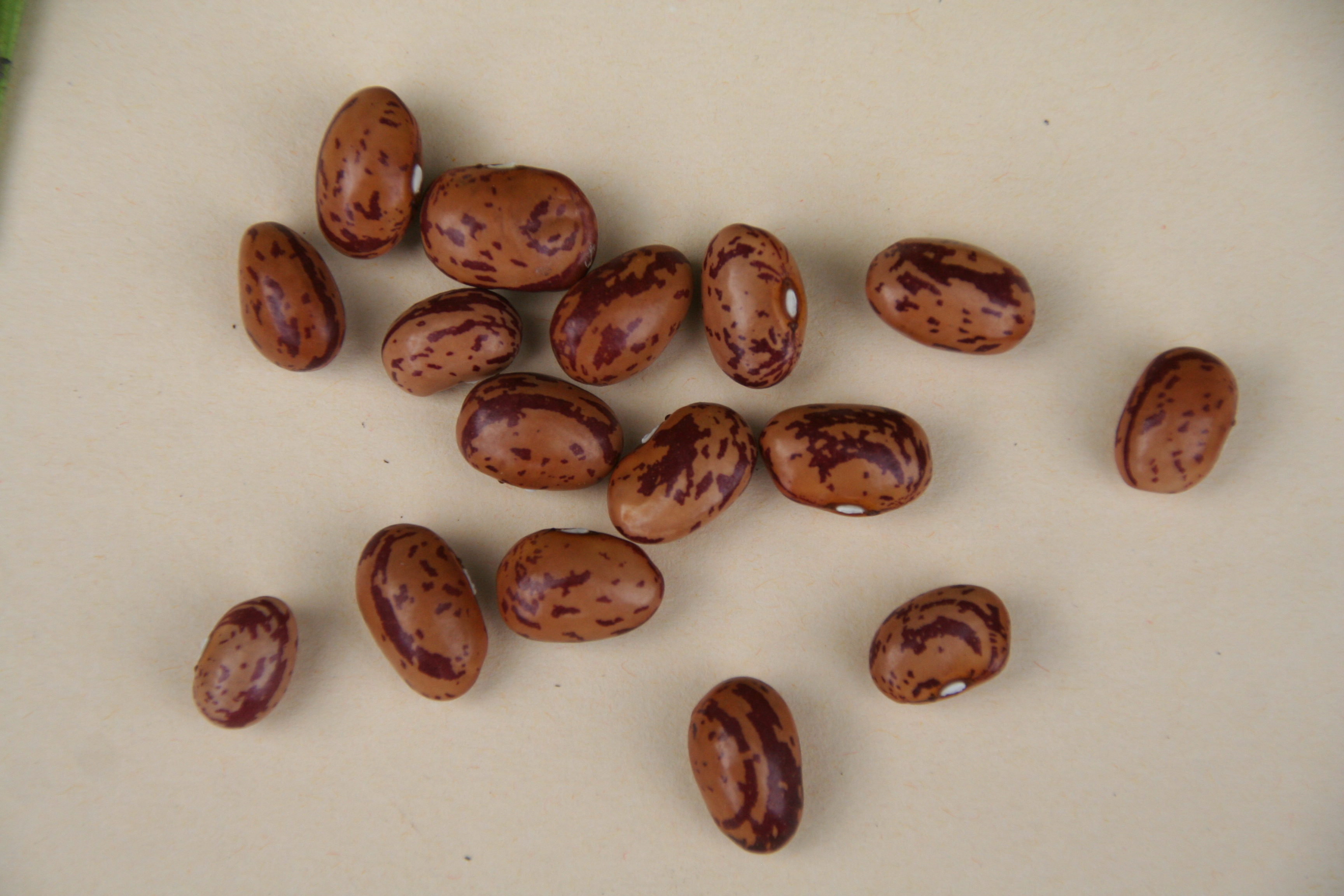 Phaseolus_vulgaris_21540_W.Lobin.jpg