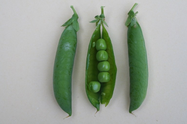 Pisum_sativum _27067_W.Lobin.jpg