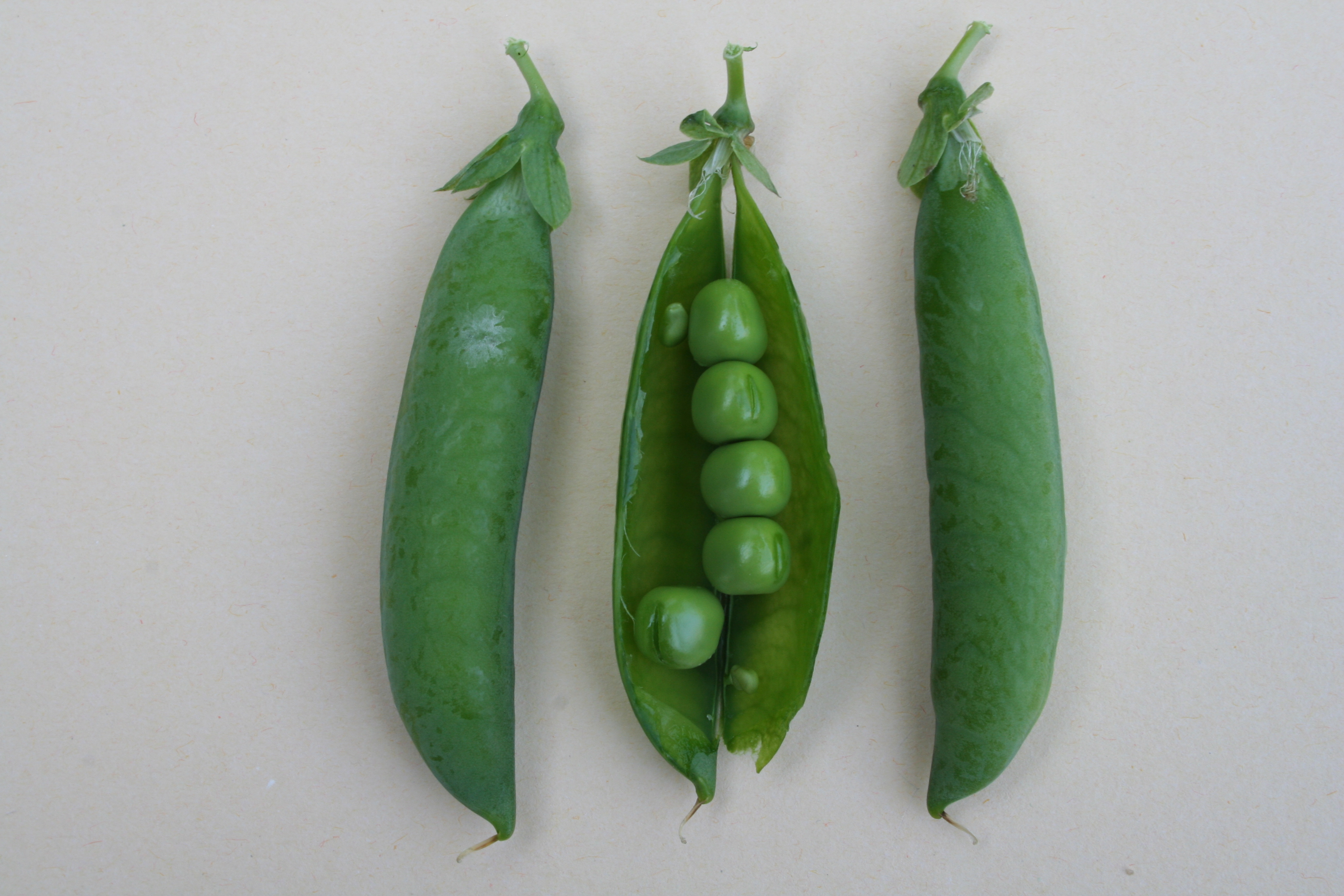 Pisum_sativum _27067_W.Lobin.jpg