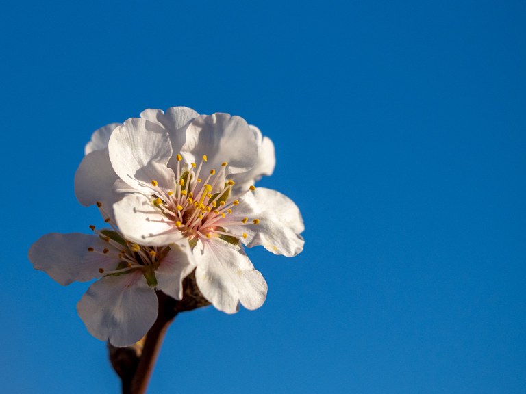 Prunus_dulcis_var_amara_19595_C.Löhne.jpg
