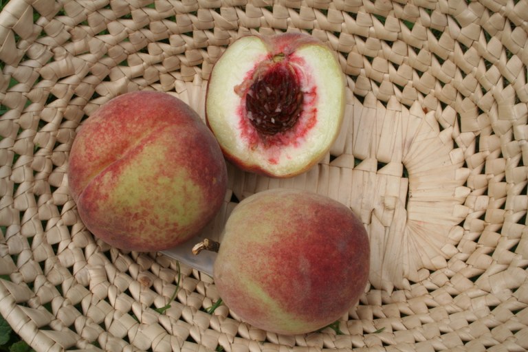 Prunus_persica_cv._Roter_Ellerstädter_28173_W.Lobin.jpg