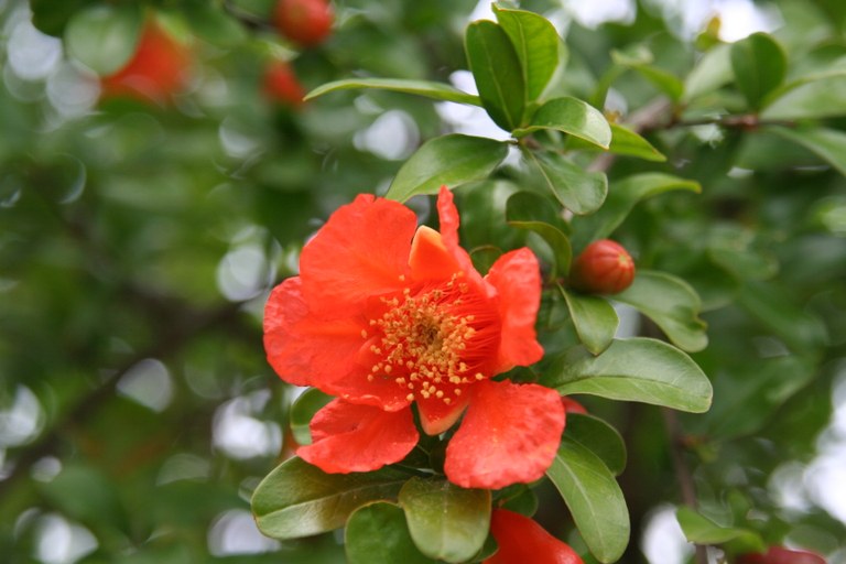 Punica_granatum_27069_W.Lobin.jpg