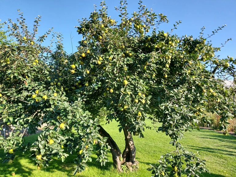 Quittenbaum im Nutzpflanzengarten-20210902_173433 IF.jpg