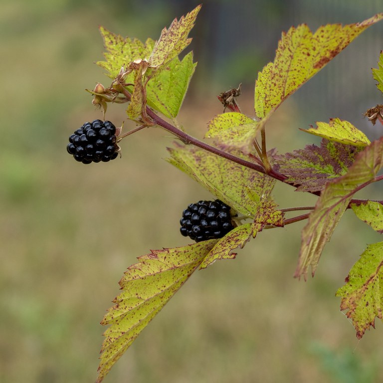 Rubus_LochNess_CLöhne.jpg