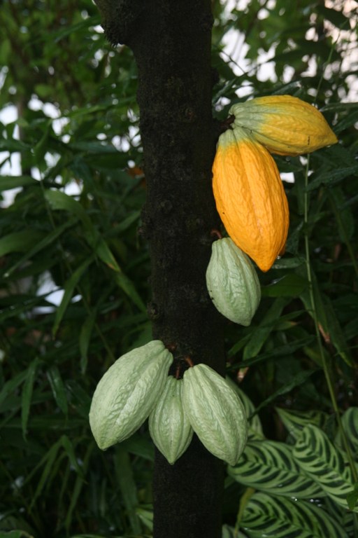 Theobroma_cacao_19718_W.Lobin.jpg