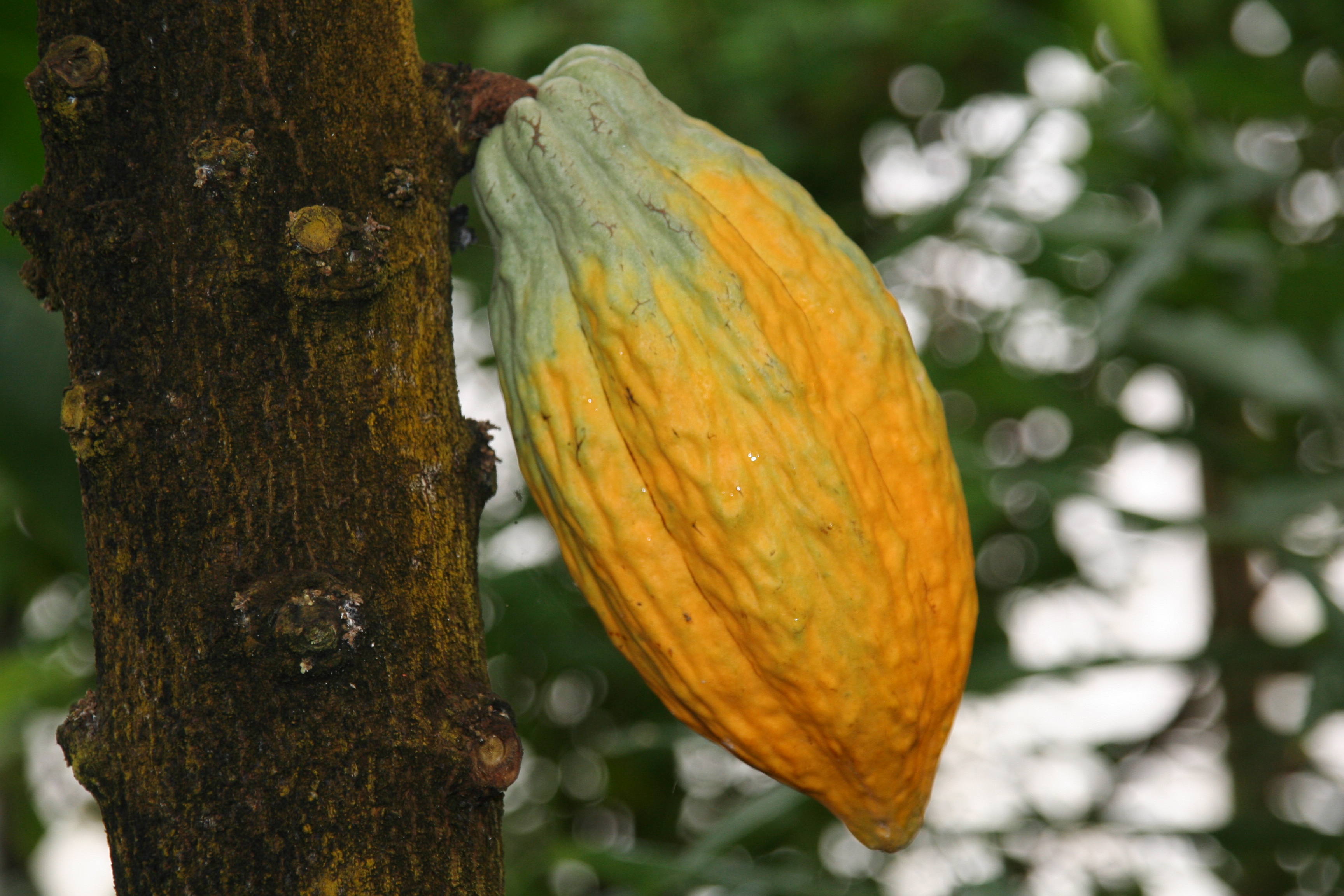 Theobroma_cacao_19718_W.Lobin_Bild_2.jpg