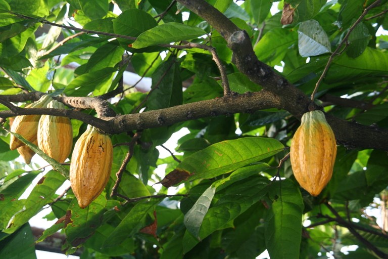 Theobroma_cacao_19718_W.Lobin_Bild_2.jpg