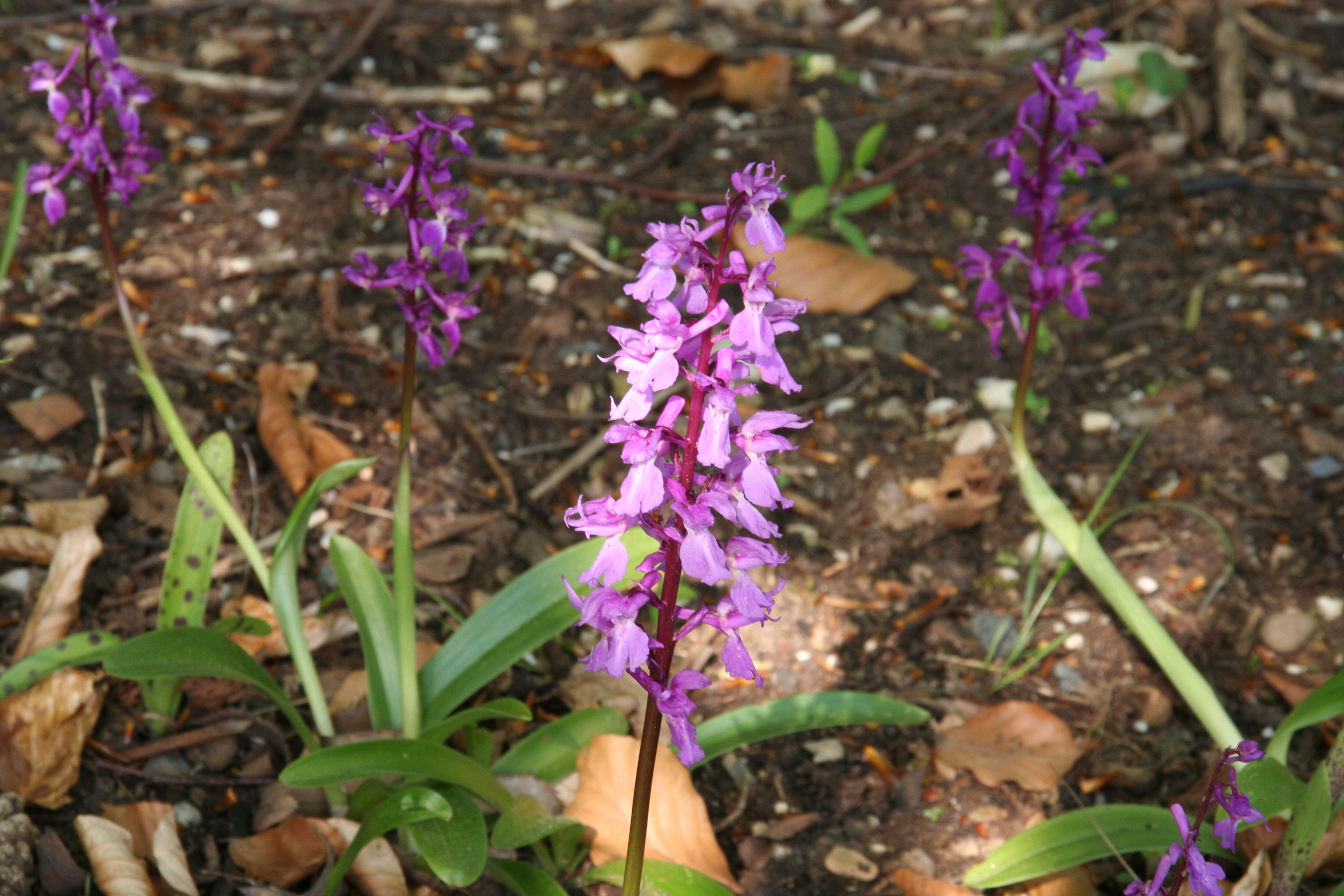 Orchis_mascula_18282_W.Lobin.jpg