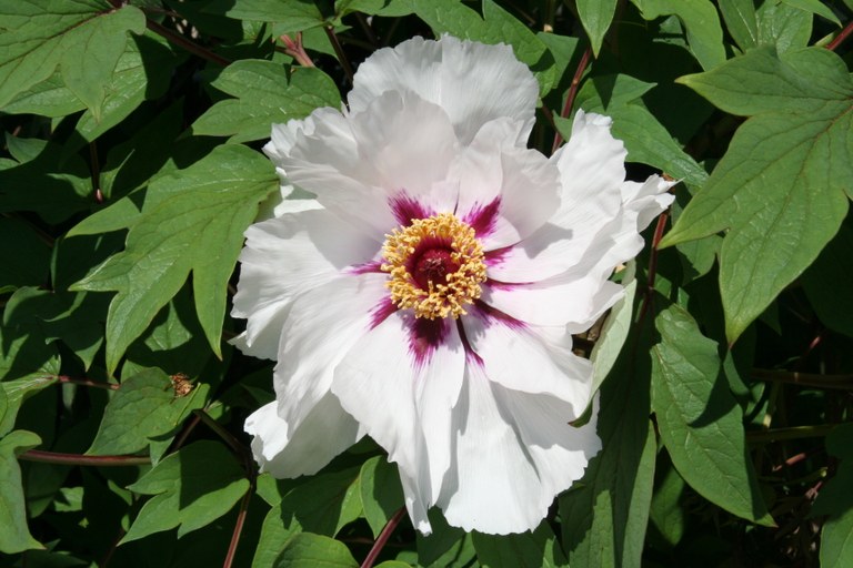 Paeonia_suffruticosa_12618_W.Lobin.jpg