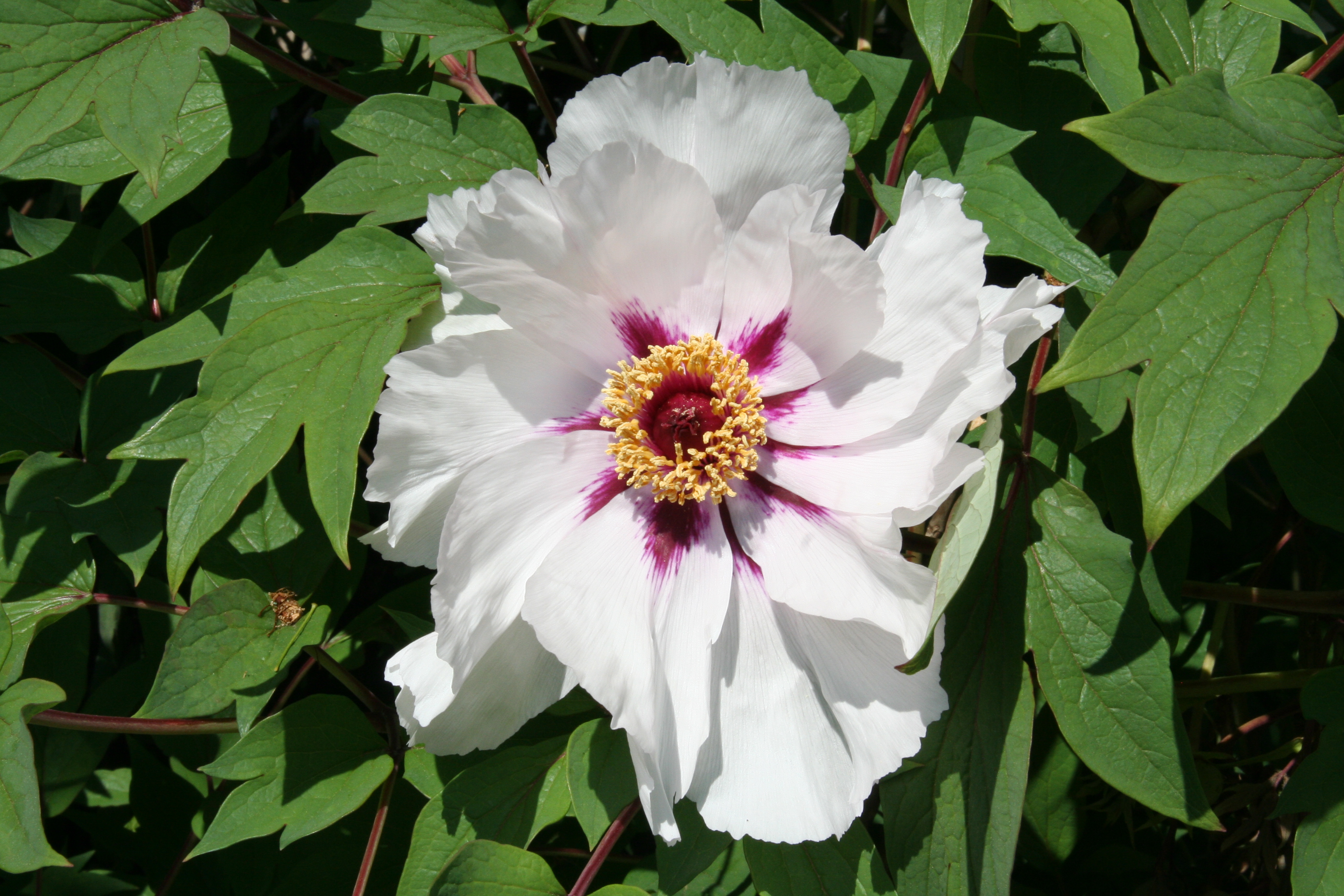 Paeonia_suffruticosa_12618_W.Lobin.jpg