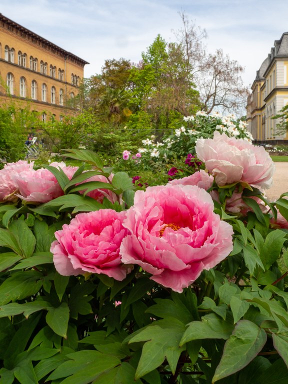 Paeonia_x_suffruticosa_Haru-No-Akebono_24004_C.Löhne.jpg