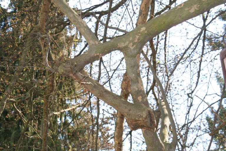 Parrotia_persica_12241_W.Lobin_Bild_2.jpg