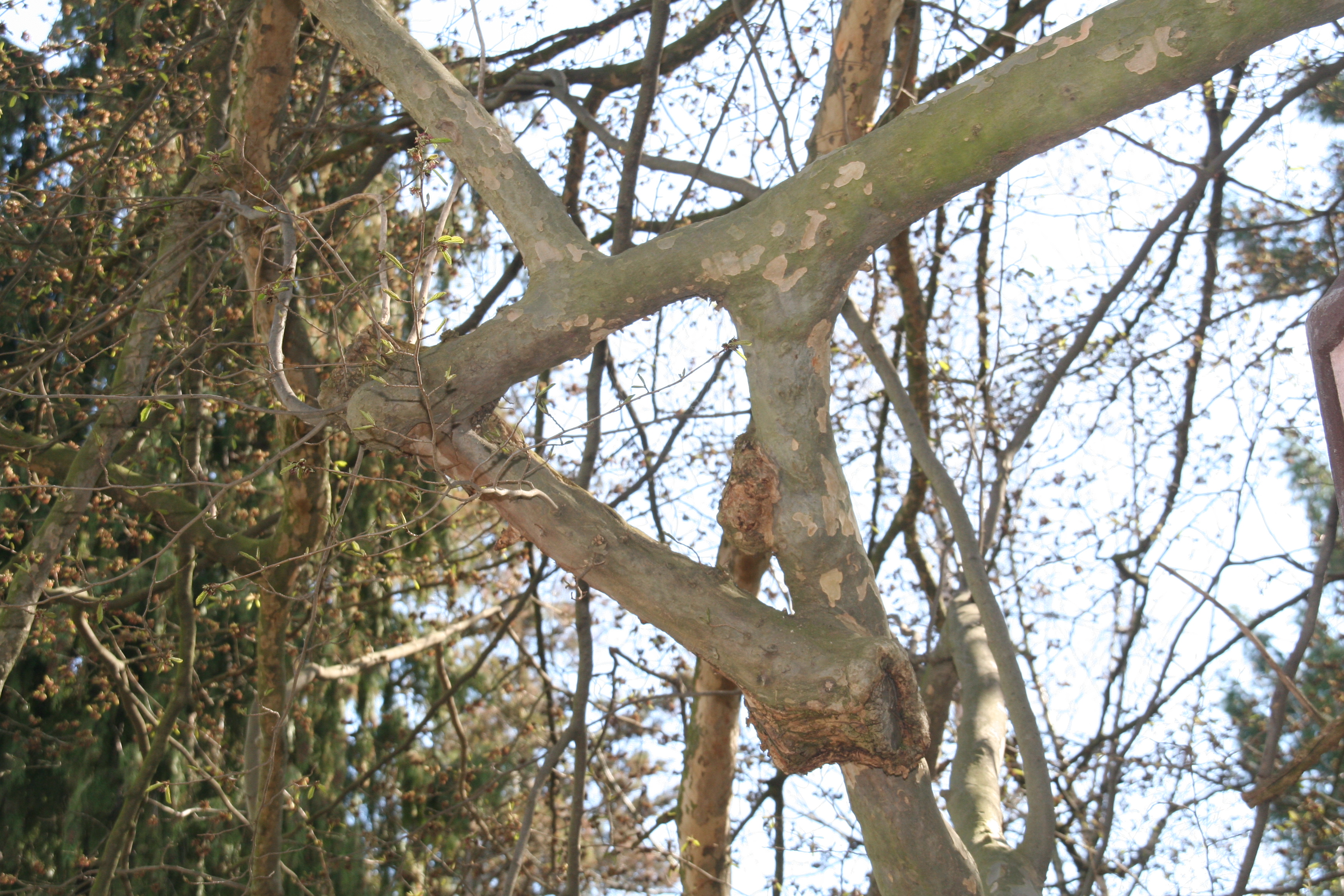 Parrotia_persica_12241_W.Lobin_Bild_2.jpg