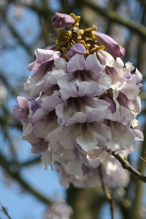 Paulownia_fargesii_13272_W.Lobin.jpg