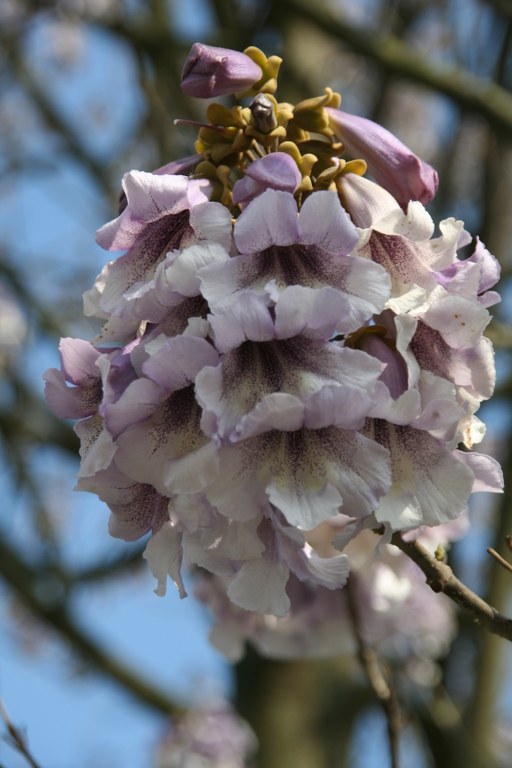 Paulownia_fargesii_13272_W.Lobin.jpg