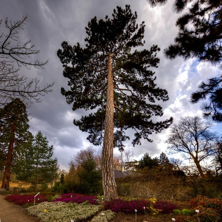 Pinus_nigra_4934_R.Schönenmund.jpg