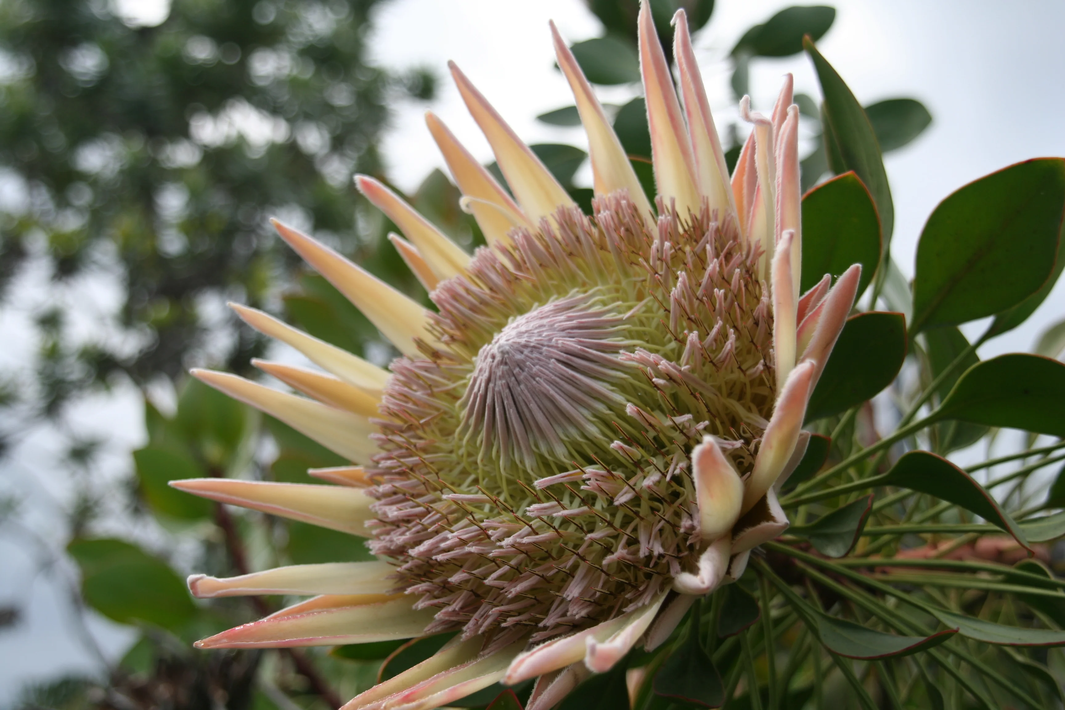 Protea_cynaroides _687_W.Lobin.jpg